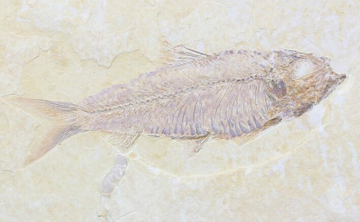 Detailed, Knightia Fossil Fish - Wyoming #40499